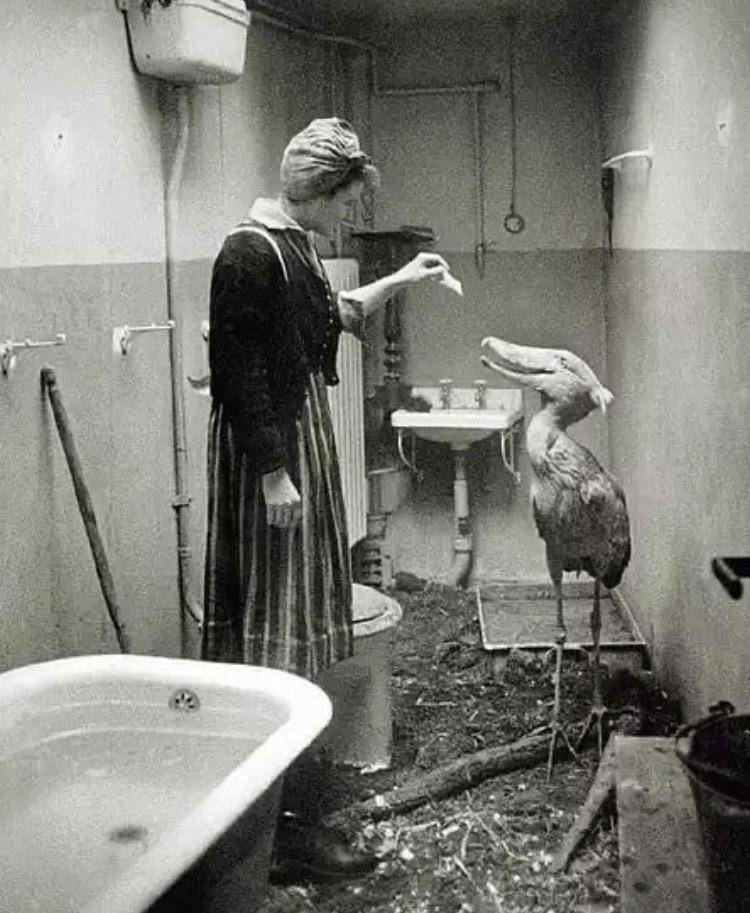 shobill berlin zoo 1943